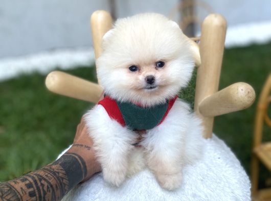 Ayı Surat Güzelliği Ile Karşınızda görsel