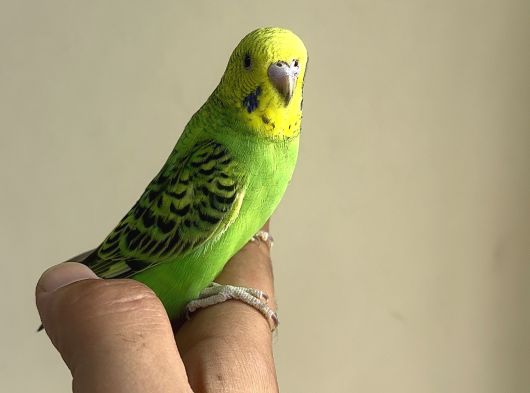 YAVRU YENİ YEME DÜŞMÜŞ MUHABBET KUŞLARI
