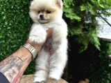 Orange Pomeranian Boo Yavrularımız 