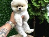 Orange Pomeranian Boo Yavrularımız 