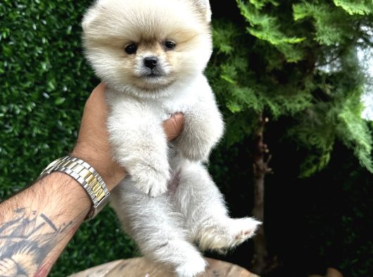 Orange Pomeranian Boo Yavrularımız  görsel