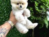 Orange Pomeranian Boo Yavrularımız 