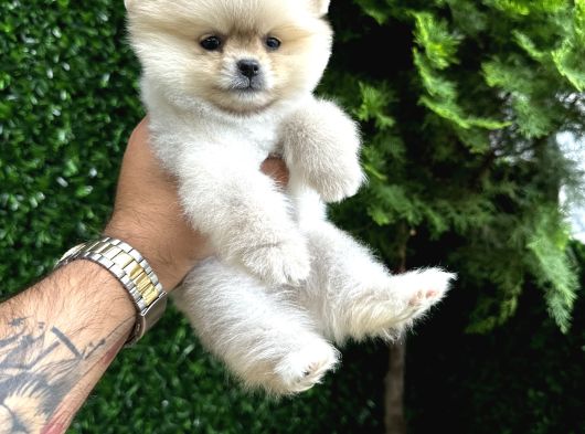 Orange Pomeranian Boo Yavrularımız 