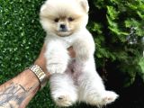 Orange Pomeranian Boo Yavrularımız 