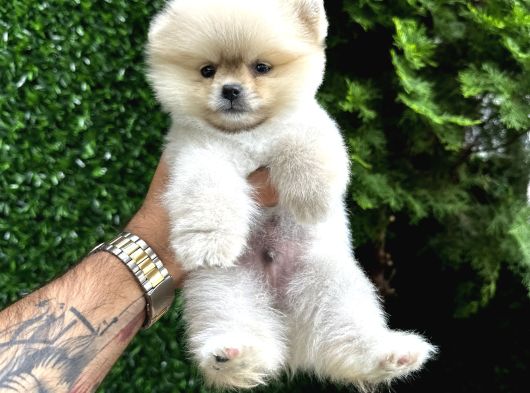 Orange Pomeranian Boo Yavrularımız  görsel