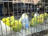 Yavru Yeni̇ Yeme Düşmüş Muhabbet Kuşlari