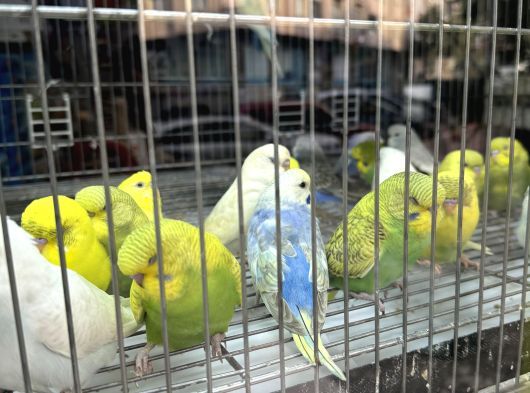 Yavru Yeni̇ Yeme Düşmüş Muhabbet Kuşlari görsel