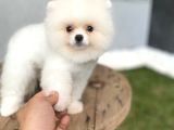 Pomeranian Güzelliği