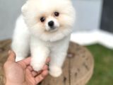 Pomeranian Güzelliği
