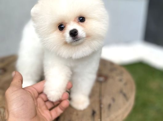 Pomeranian Güzelliği