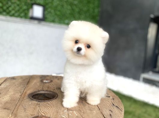Pomeranian Güzelliği görsel