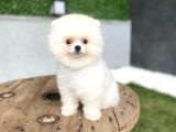 Pomeranian Güzelliği