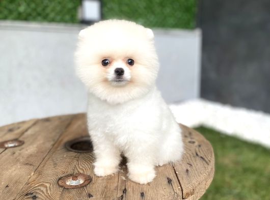 Pomeranian Güzelliği görsel