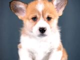 Kraliyet Köpeği Welsh Corgi Yavrularımız
