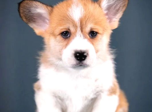 Kraliyet Köpeği Welsh Corgi Yavrularımız görsel