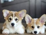 Kraliyet Köpeği Welsh Corgi Yavrularımız
