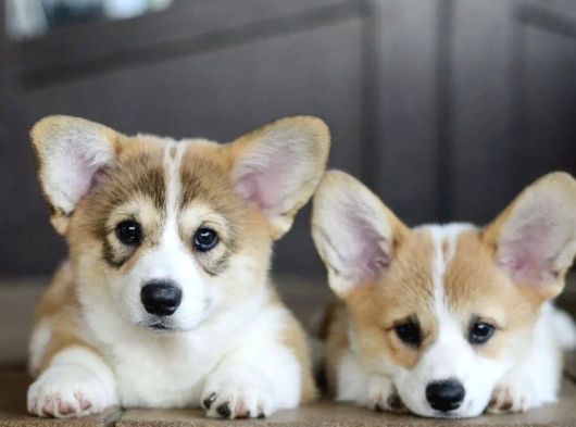 Kraliyet Köpeği Welsh Corgi Yavrularımız görsel