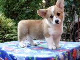 Kraliyet Köpeği Welsh Corgi Yavrularımız