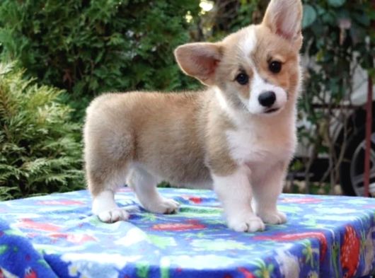 Kraliyet Köpeği Welsh Corgi Yavrularımız görsel