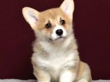 Kraliyet köpeği Welsh Corgi yavrularımız