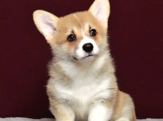 Kraliyet köpeği Welsh Corgi yavrularımız