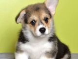 Kraliyet Köpeği Welsh Corgi Yavrularımız
