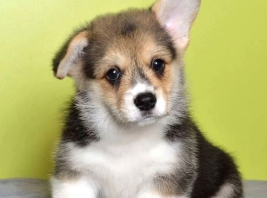Kraliyet Köpeği Welsh Corgi Yavrularımız görsel