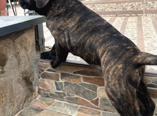 Dev Cane Corso Erkek Yavru görsel