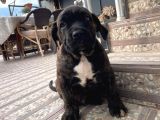 dev Cane Corso Erkek yavru