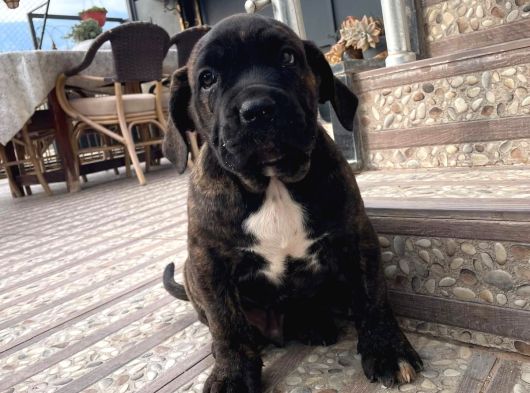 Dev Cane Corso Erkek Yavru