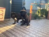 Dev Cane Corso Erkek Yavru