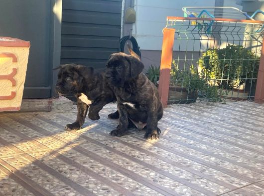 Dev Cane Corso Erkek Yavru görsel
