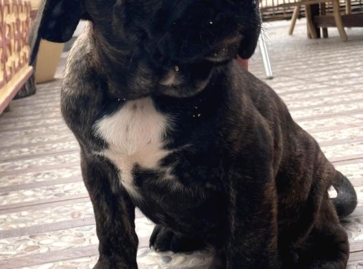 Dev Cane Corso Erkek Yavru görsel