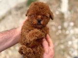 Kore kan Tedy poodle Yavrularımız 