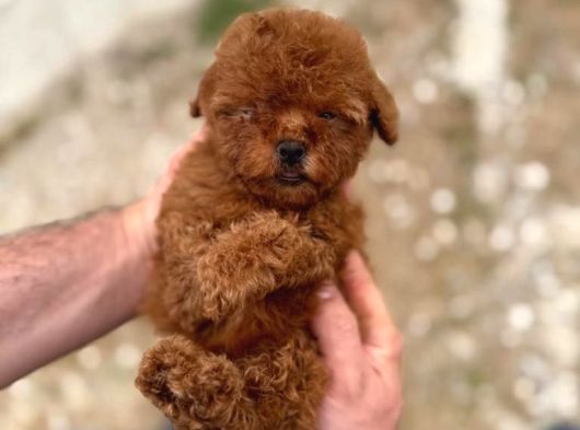 Kore Kan Tedy Poodle Yavrularımız 