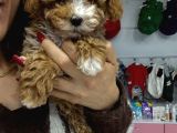 Malti̇poo Kore