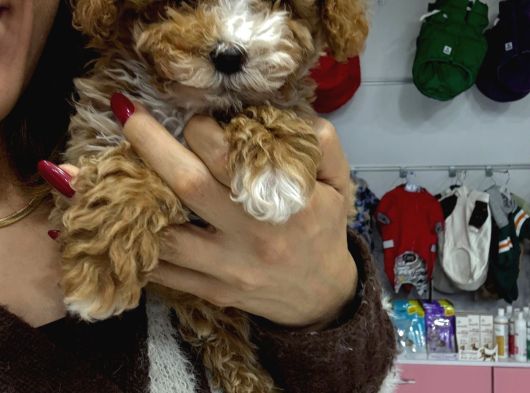 Malti̇poo Kore görsel