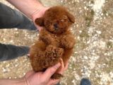 Kore Kan Tedy Poodle Yavrularımız 