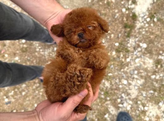Kore Kan Tedy Poodle Yavrularımız  görsel