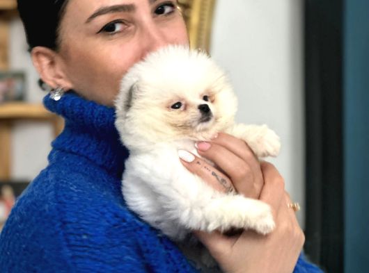 Pomerian Boo Yavrularım Sağlık Ve Irk Garantili görsel