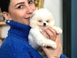 Pomerian boo yavrularım sağlık ve ırk garantili