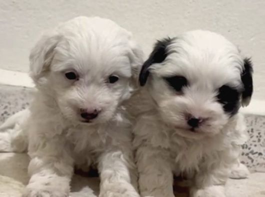 Orjinal morkie yavrular
