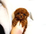 Teacup kore Poodle Yavrularımız 