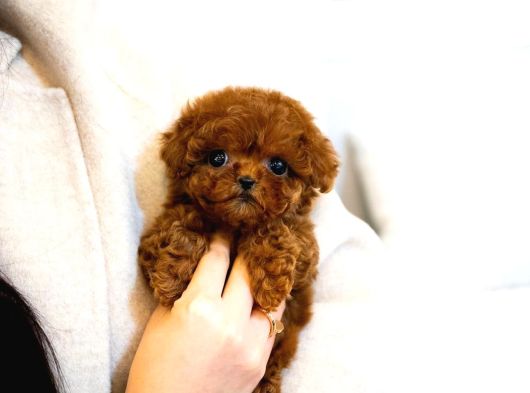 Teacup Kore Poodle Yavrularımız 