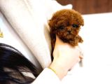 Teacup Kore Poodle Yavrularımız 