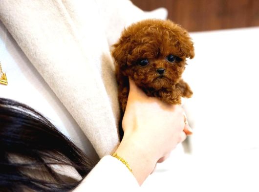 Teacup Kore Poodle Yavrularımız  görsel