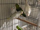 FORPUS Papağanı El Besleme Şırınga Beslemesi  - 81 İle Gönde