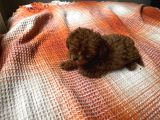 Toy Poodle Küçük Kore Özel Seri
