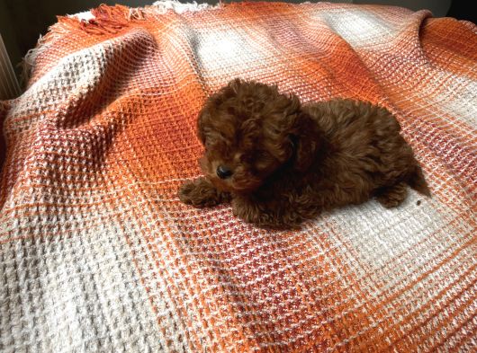 Toy Poodle Küçük Kore Özel Seri görsel