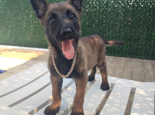 Malinois Yavrularım Sağlık Ve Irk Garantili görsel